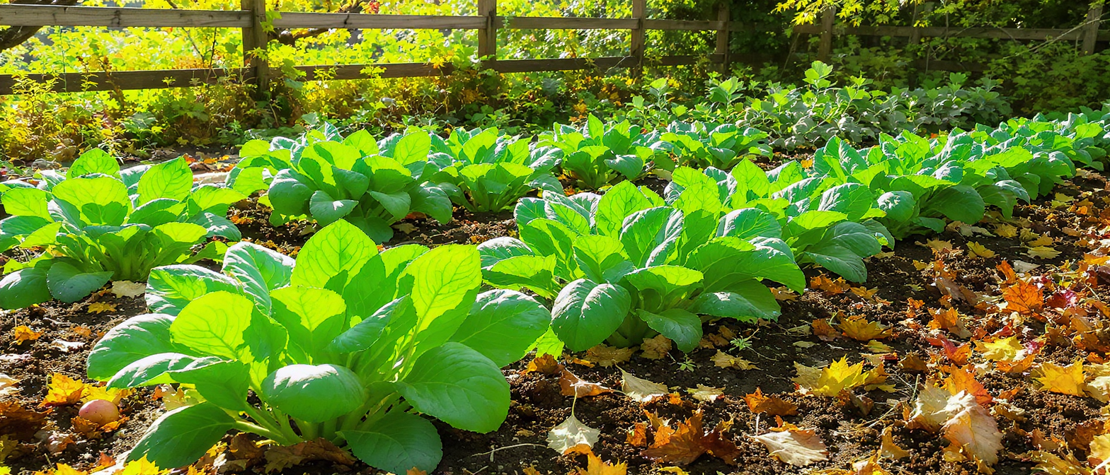 découvrez les plantations d’automne à privilégier en octobre pour un jardin florissant. conseils pratiques et astuces pour réussir vos semis, bulbes et massifs avant l’hiver.