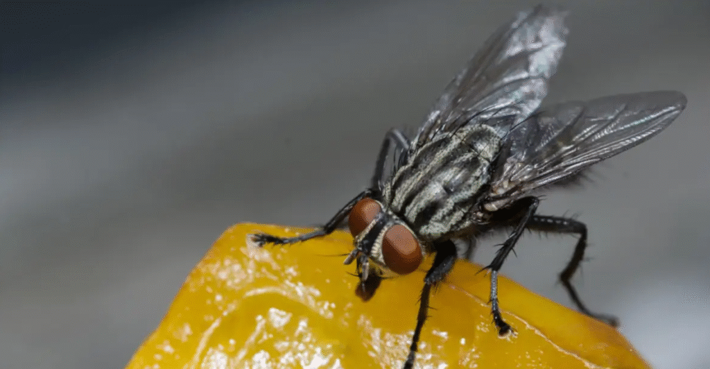 La mouche charbonneuse dite aussi la mouche qui pique