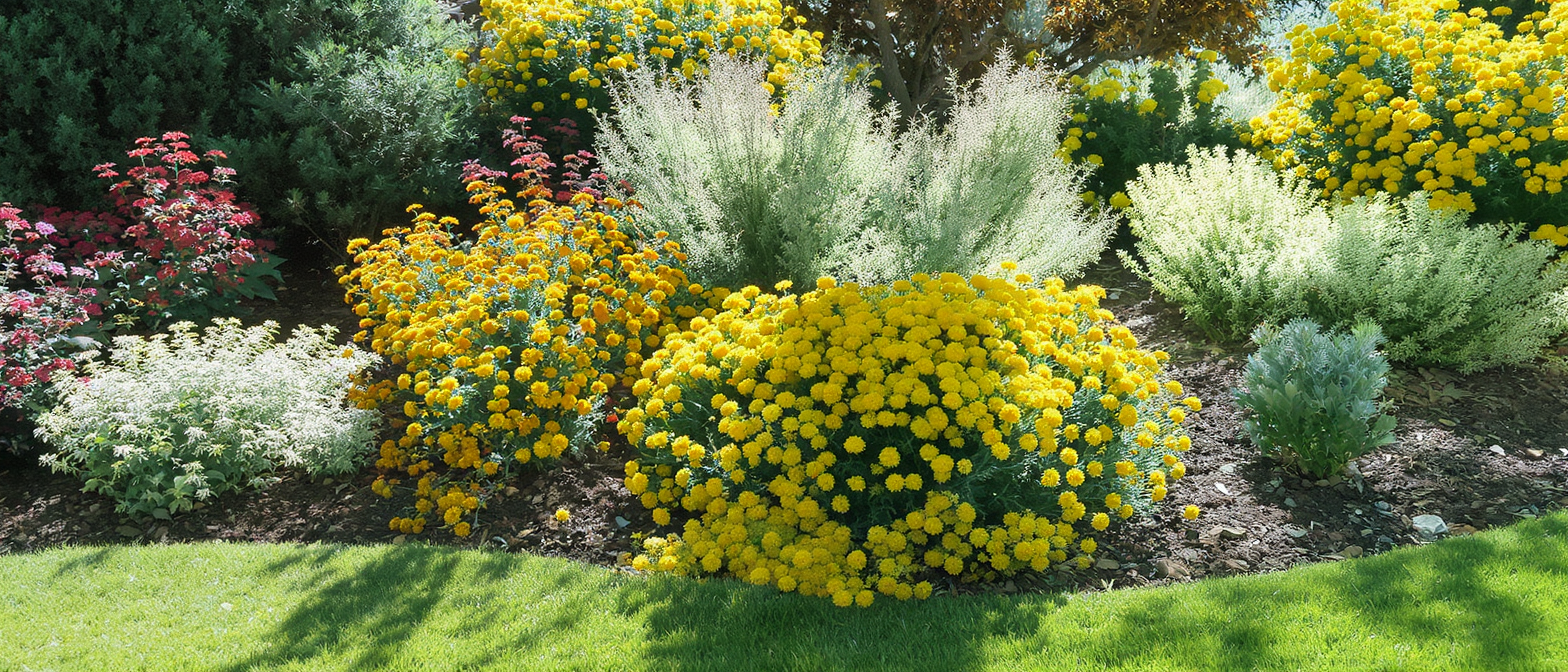 découvrez quelles plantes choisir pour éloigner les moustiques selon les saisons grâce à notre guide complet et facile à suivre.
