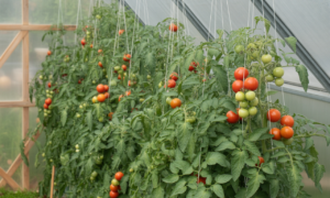 découvrez comment cultiver des tomates abondantes et savoureuses dans votre serre de jardin grâce à nos astuces simples et efficaces pour un récolte généreuse.