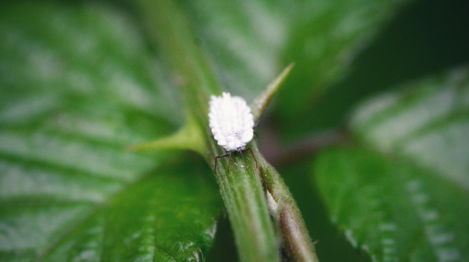 cochenille sur une branche