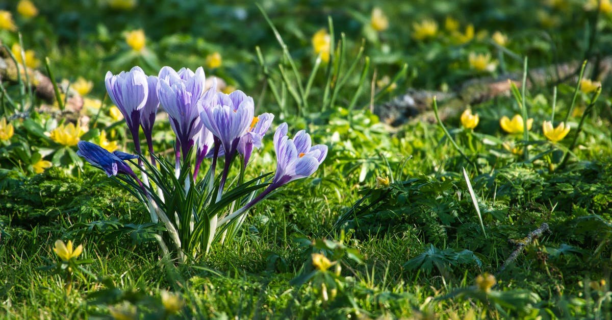 découvrez le crocus, une plante aux fleurs délicates et colorées, symbole du printemps et facile à cultiver dans votre jardin.