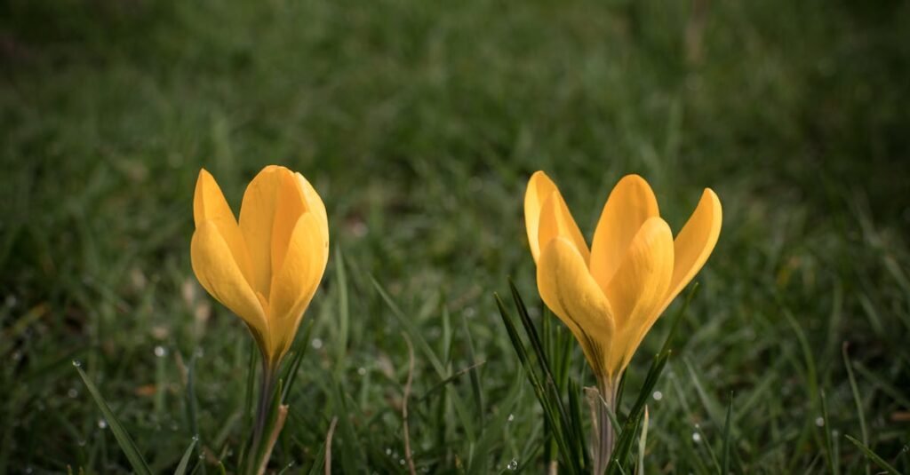 découvrez tout sur le crocus, une fleur délicate et colorée qui annonce le printemps avec ses premières floraisons éclatantes.