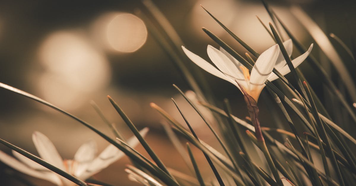 découvrez tout sur le crocus, une fleur printanière aux couleurs vives, symbole de renouveau et de beauté naturelle.
