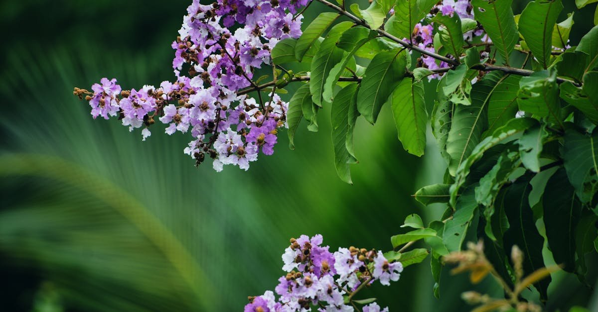 découvrez l'indian lilac, une plante médicinale aux multiples vertus reconnues pour ses propriétés purifiantes et apaisantes.
