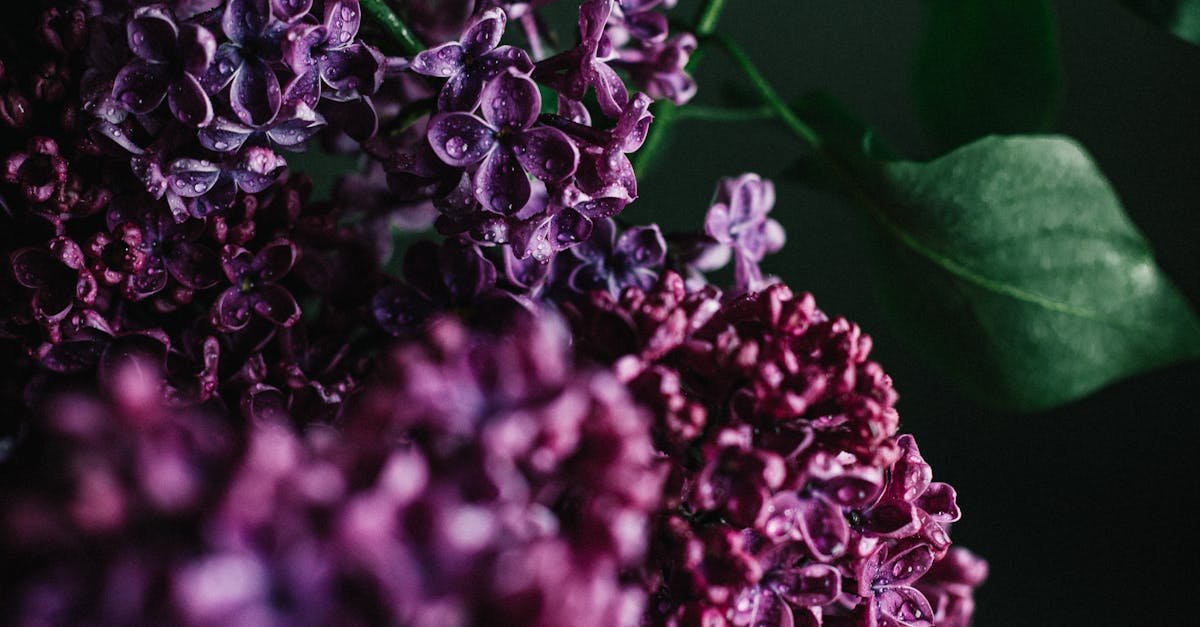 découvrez les bienfaits et utilisations de l'indian lilac, une plante médicinale réputée pour ses propriétés purifiantes et cicatrisantes.