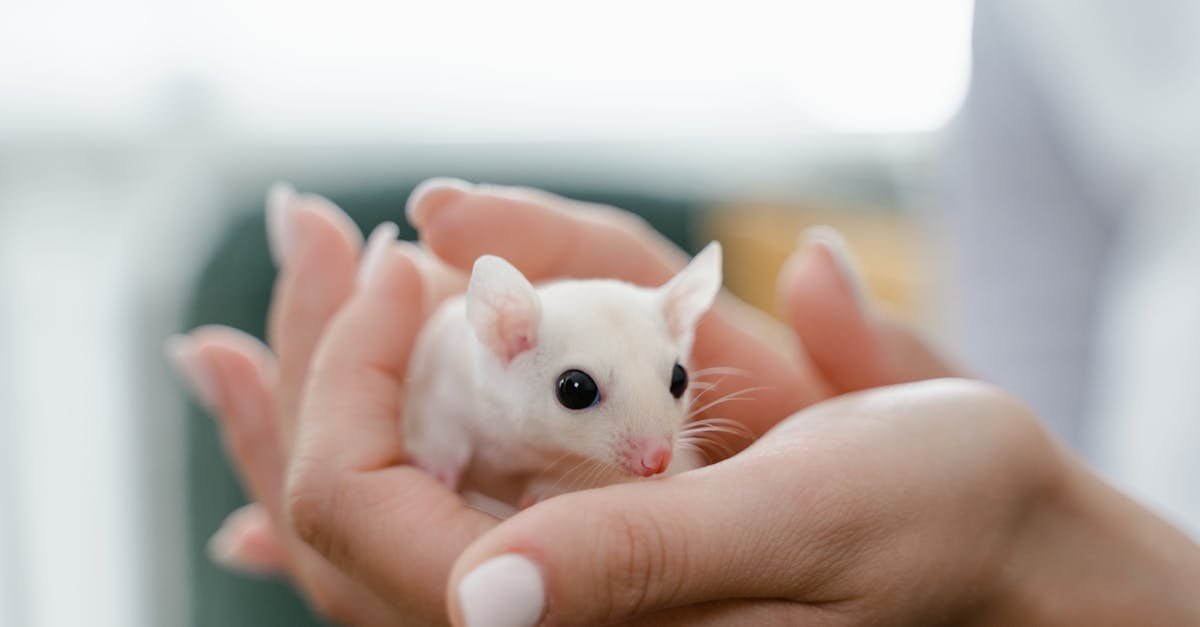 découvrez tout sur la souris : ses types, utilisations, et comment choisir le modèle parfait pour votre ordinateur.