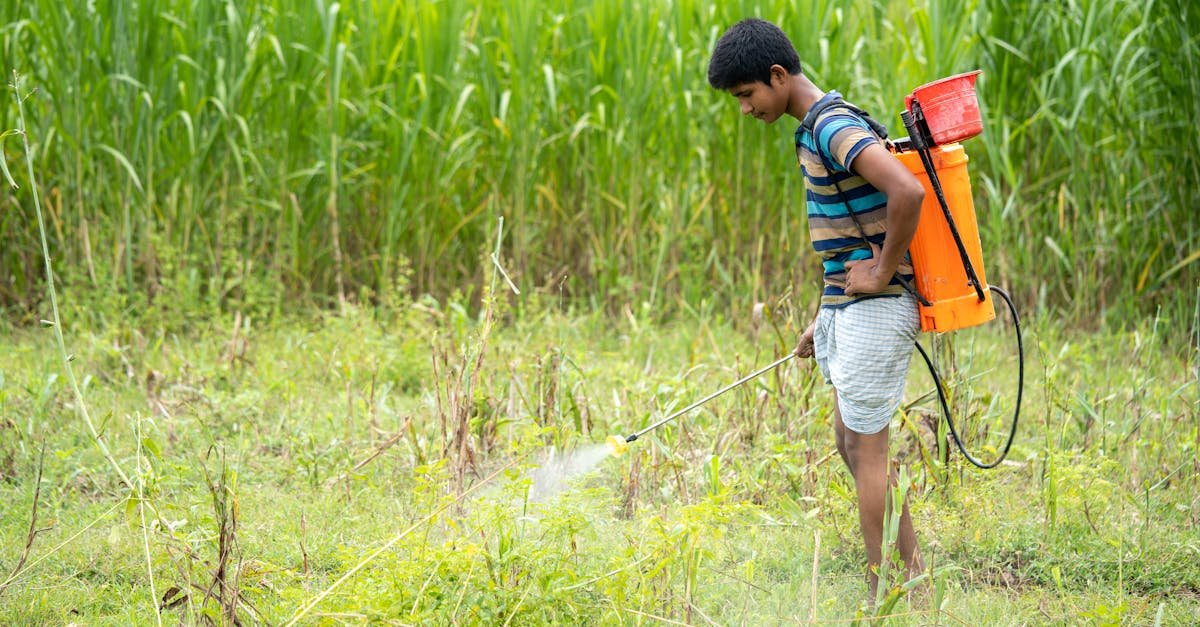 découvrez notre herbicide naturel efficace, respectueux de l'environnement, pour éliminer les mauvaises herbes sans utiliser de produits chimiques nocifs.