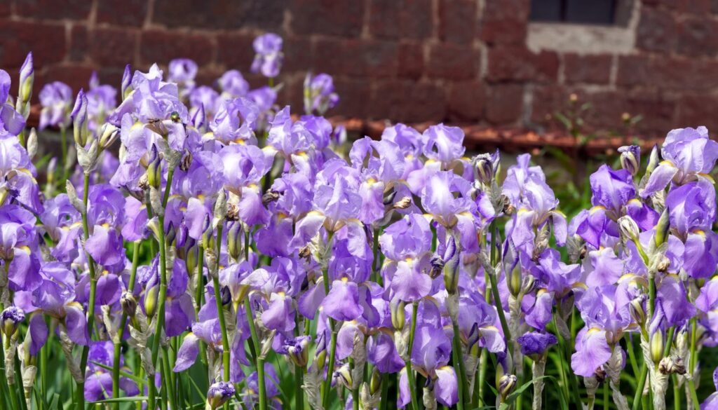 planter des irquis dans son jardin