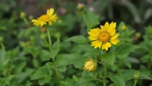 découvrez les tarifs et facteurs influençant le coût d'un élagage d'arbres pour entretenir vos espaces verts en toute sécurité.