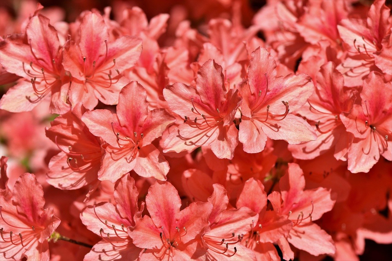 Rempoter un Rhododendron simsii : meilleur moment et méthode
